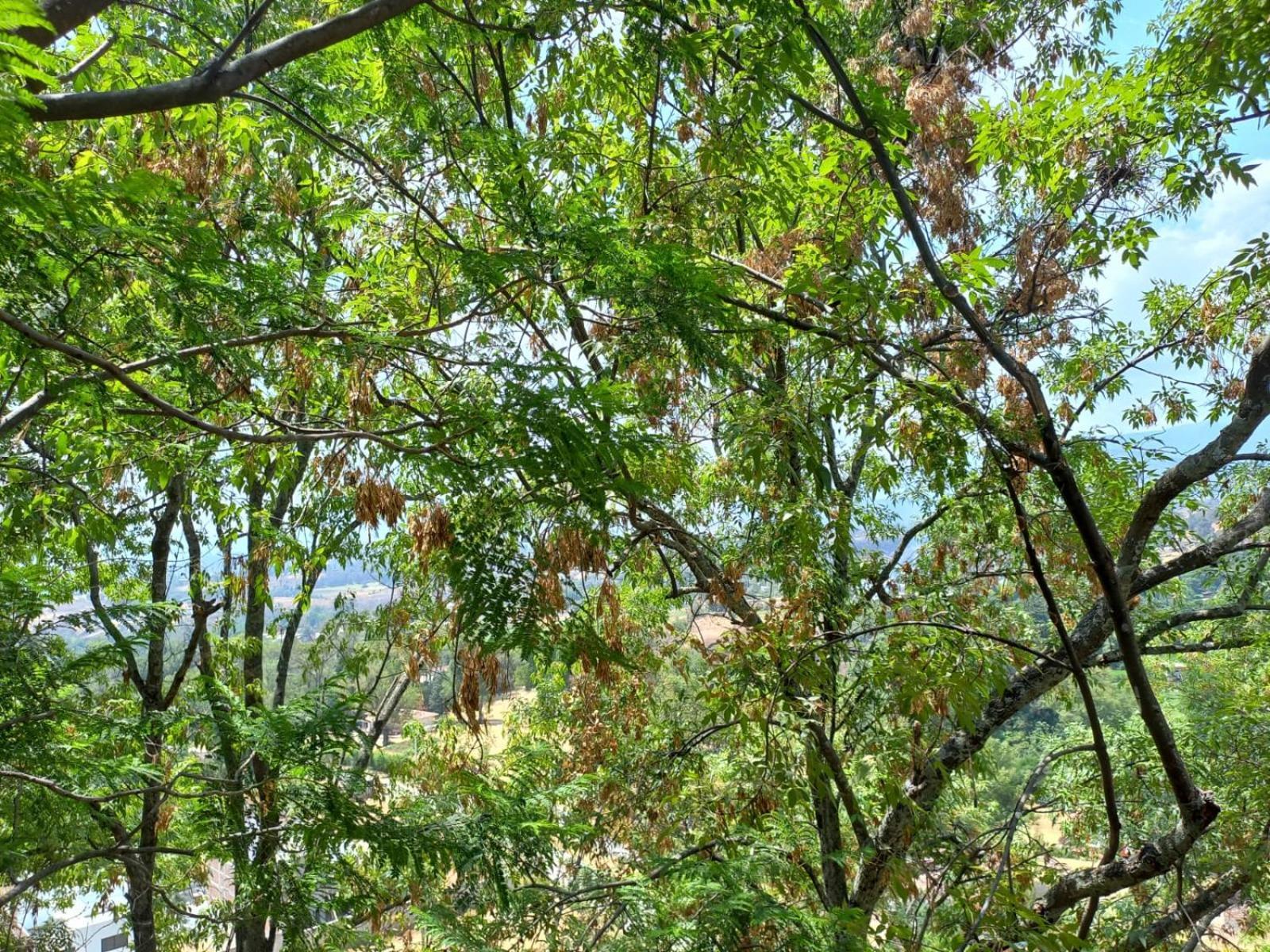 Solache Inn Zitácuaro Værelse billede